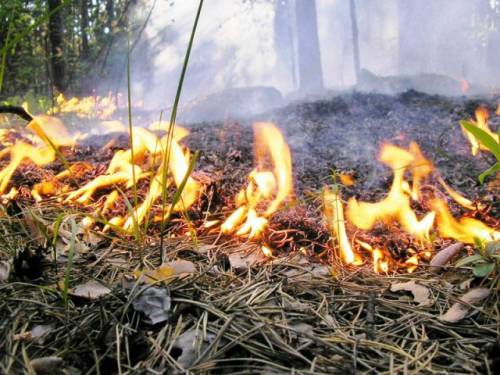 Заповедники закроют для уменьшения пожароопасности