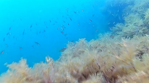 Представители подводной фауны Тарханкута